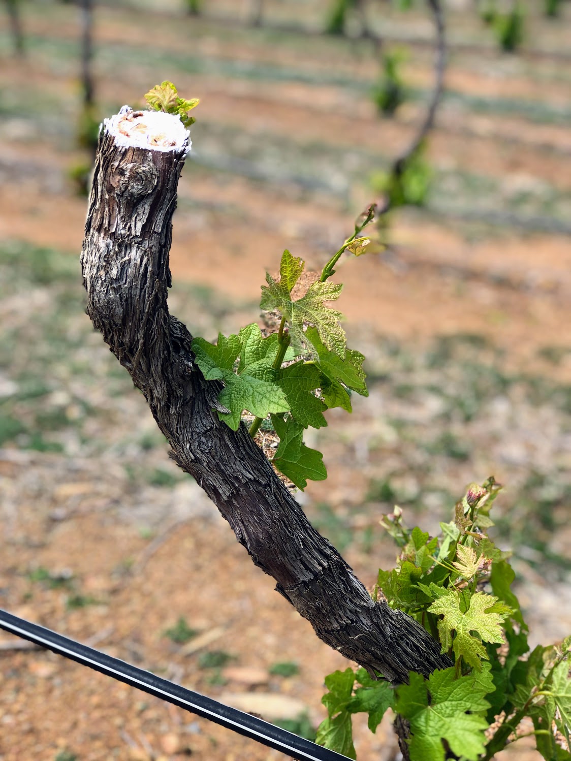 Merlot vine that has been chopped off